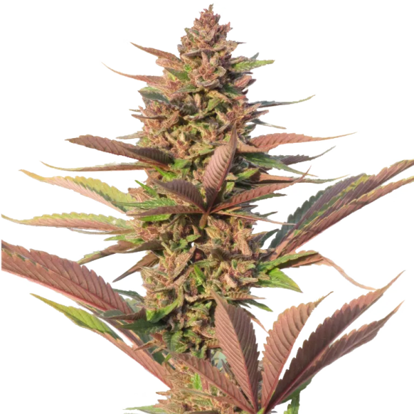 Early Purple