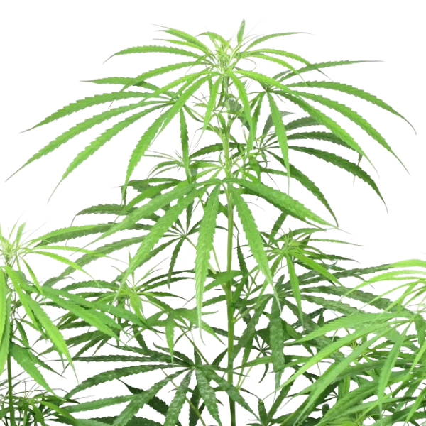 Haze