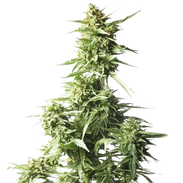 AK-47 Auto