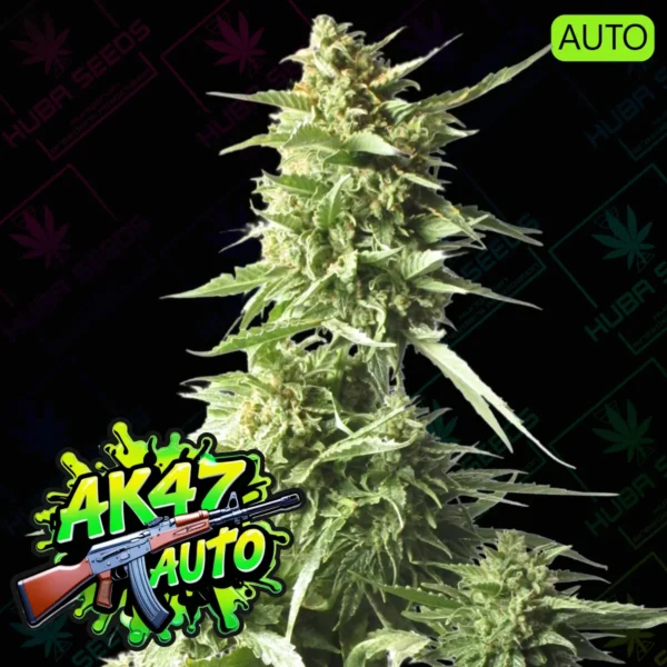 AK47 Auto - HUBA Seed Bank