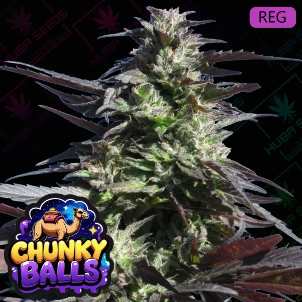 Chunky Balls - HUBA Seed Bank