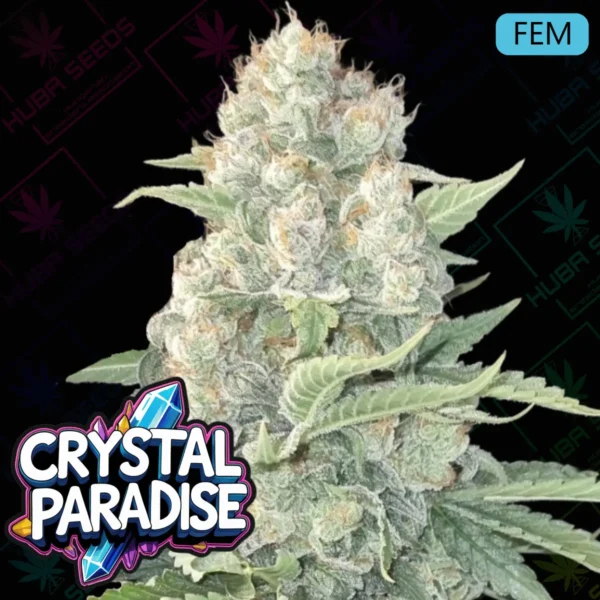 Crystal Paradise Feminized - HUBA Seed Bank