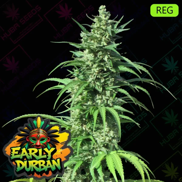 Early Durban - HUBA Seed Bank