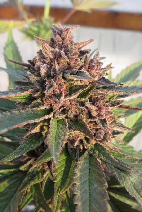 Early Purple - Image 2