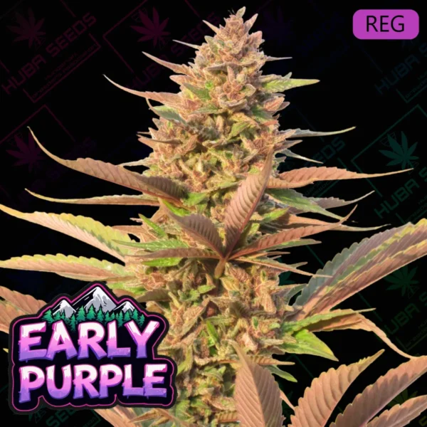 Early Purple - HUBA Seed Bank
