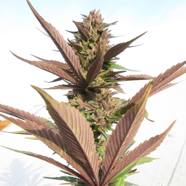 Early Purple - Image 7