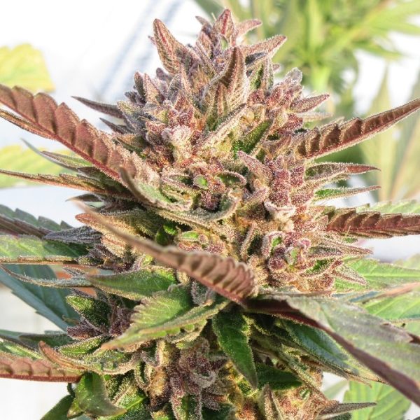 Early Purple - Image 8
