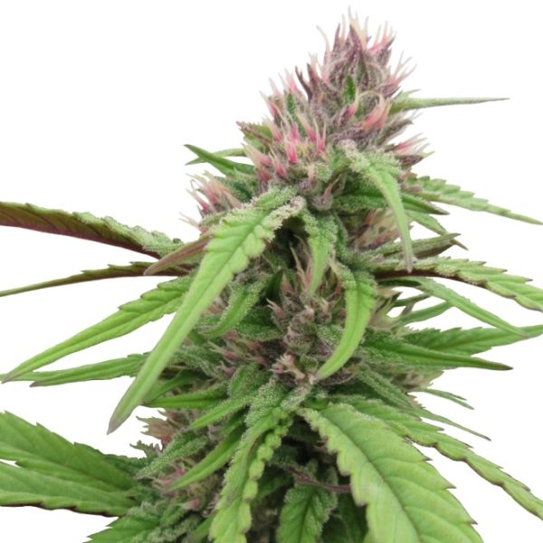 Early Purple - Image 6