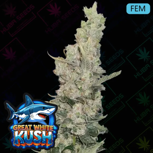 Great White Kush Feminized - HUBA Seed Bank