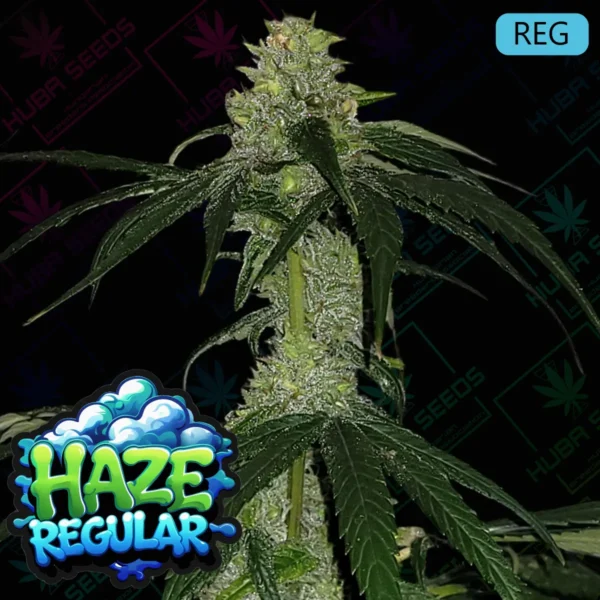 Haze Regular - HUBA Seed Bank