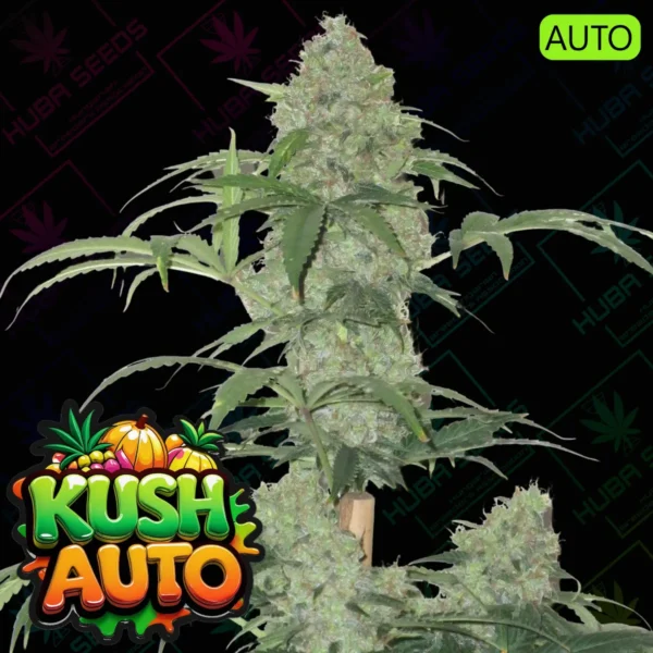Kush Auto - HUBA Seed Bank