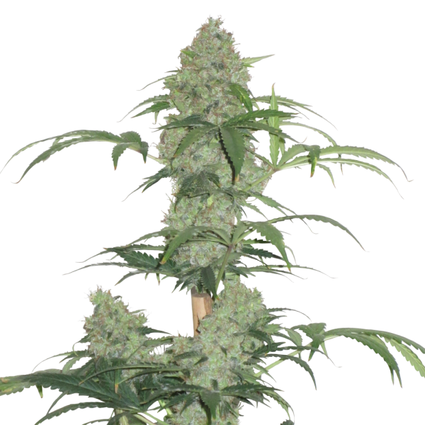 Kush Auto