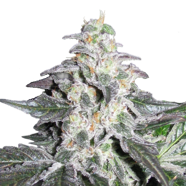 Northern Chunk CBD