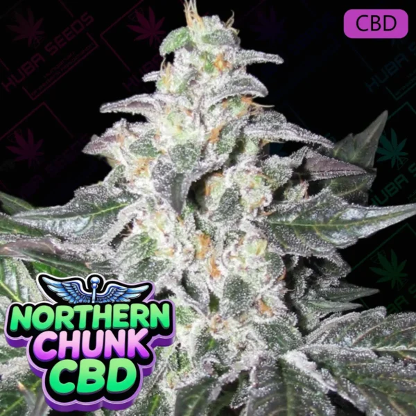 Northern Chunk CBD - HUBA Seed Bank