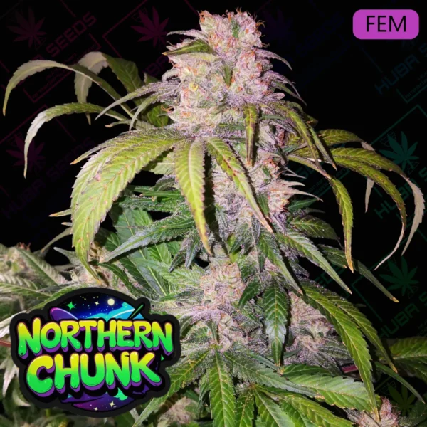 Northern Chunk - HUBA Seed Bank