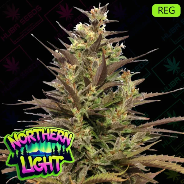 Northern Light - HUBA Seed Bank