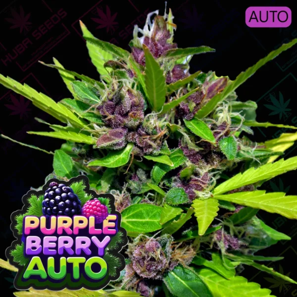 Purple Berry Auto - HUBA Seed Bank