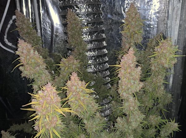 Purple Berry Auto - Image 3