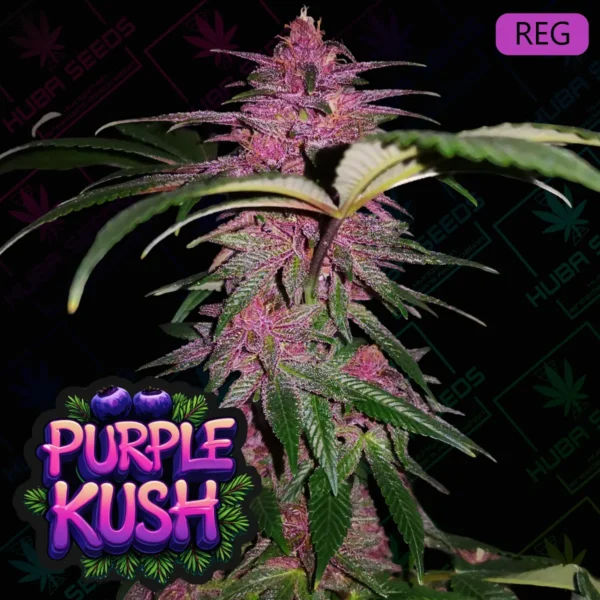 Purple Kush - HUBA Seed Bank