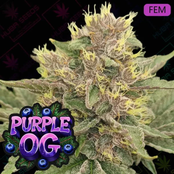 Purple OG Feminized - HUBA Seed Bank