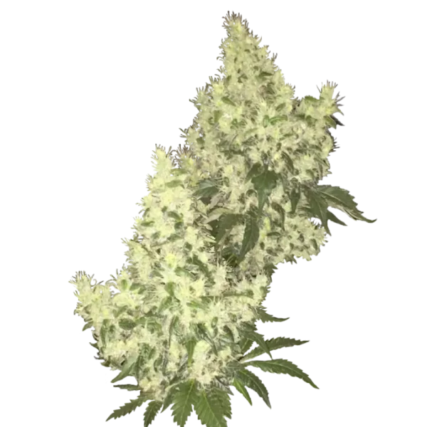Skunk CBD