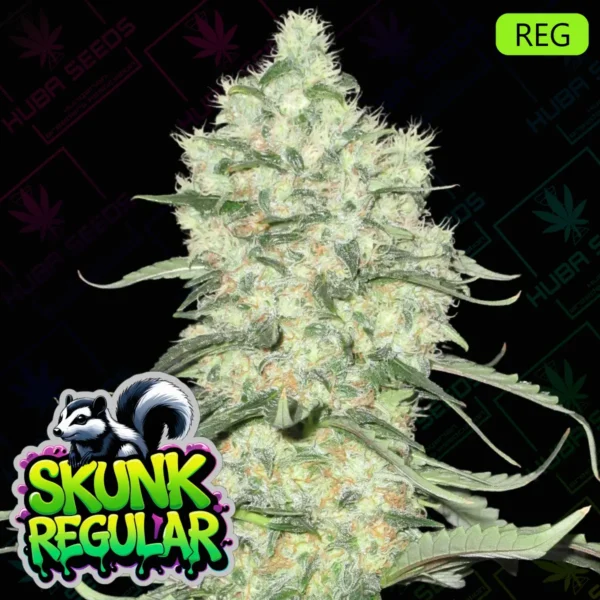 Skunk Regular - HUBA Seed Bank