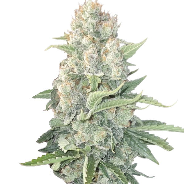 Crystal Paradise