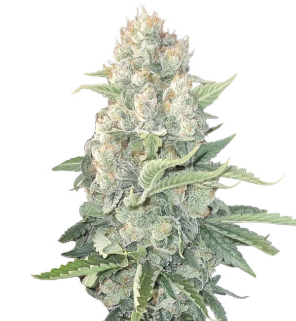 Crystal Paradise