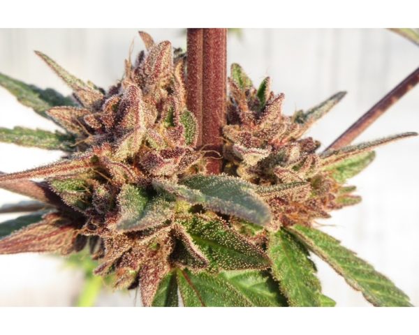 Early Purple - Image 3
