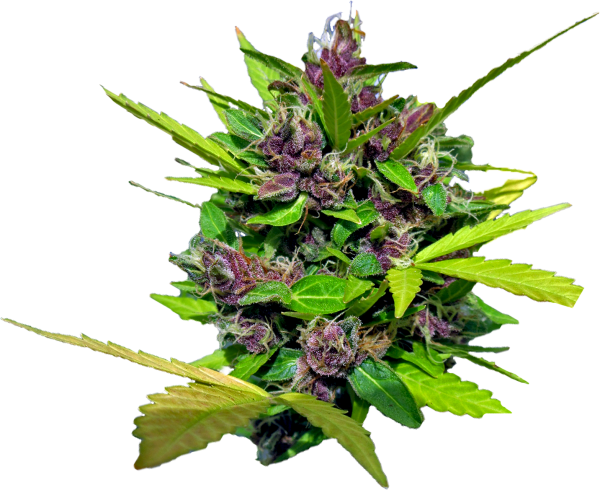 Purple Berry Auto