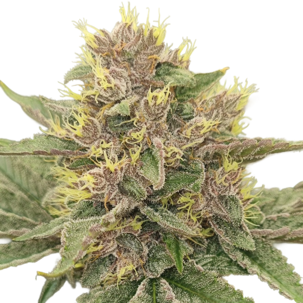 Purple OG