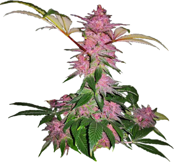 Purple Kush