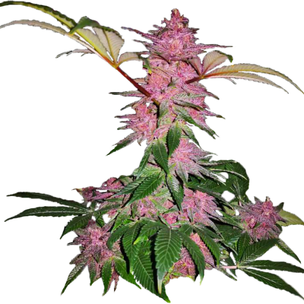 Purple Kush