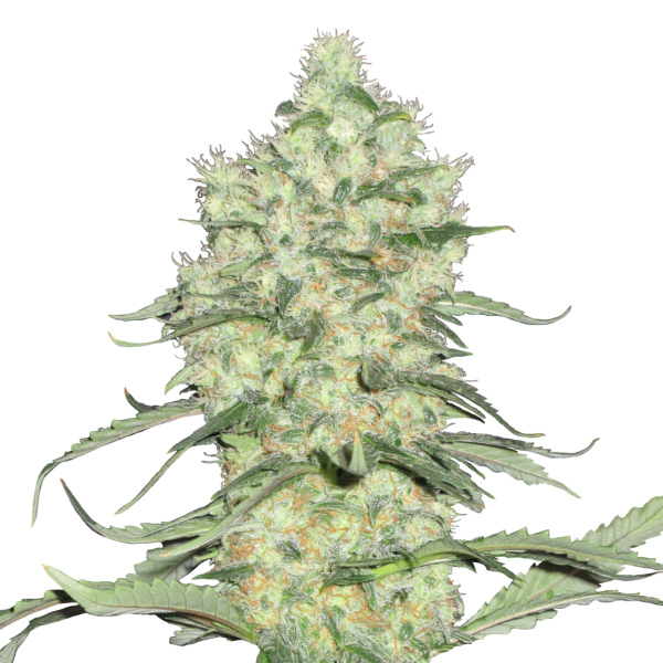 Skunk