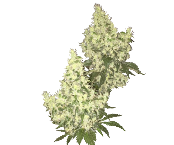 Skunk CBD