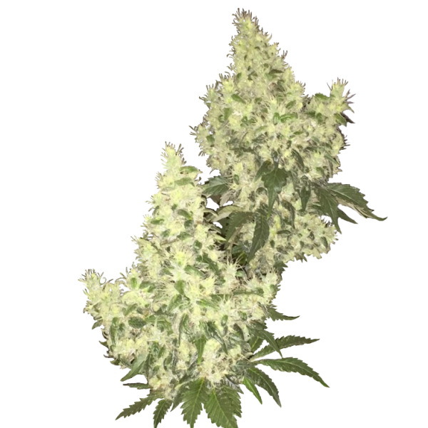 Skunk CBD