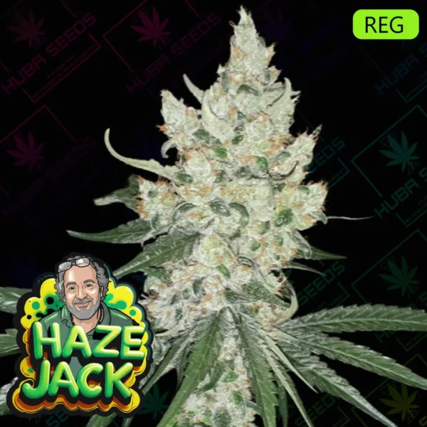 Haze Jack - HUBA Seed Bank