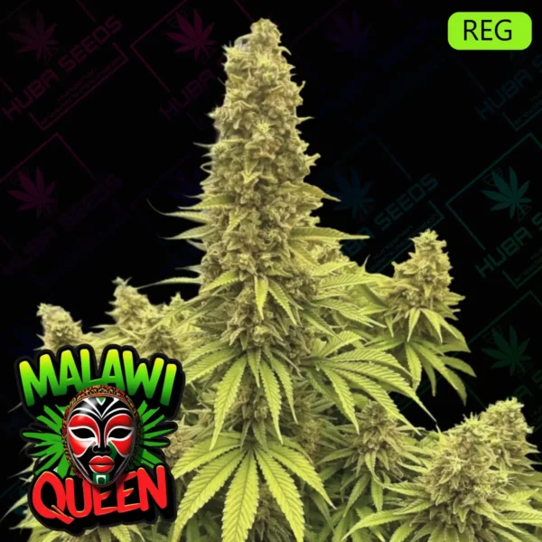Malawi Queen - HUBA Seed Bank