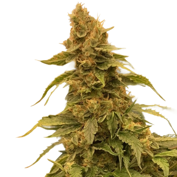 Northern Light Auto