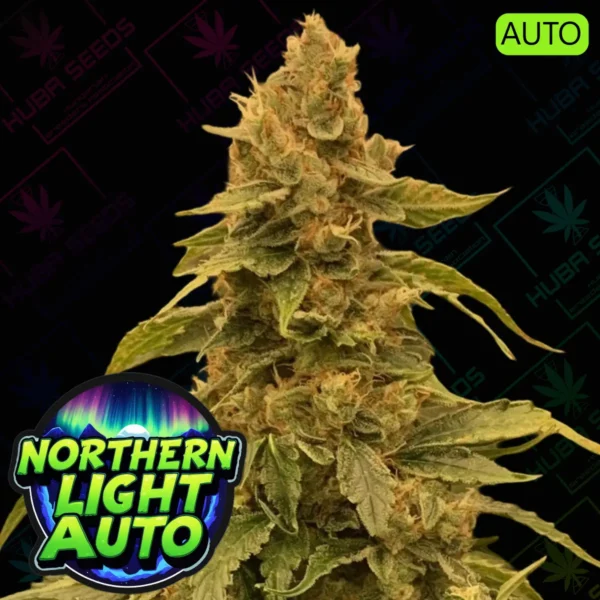 Northern Light Auto - HUBA Seed Bank