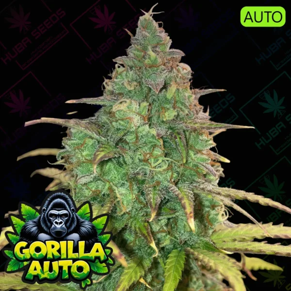 Gorilla Auto - HUBA Seed Bank