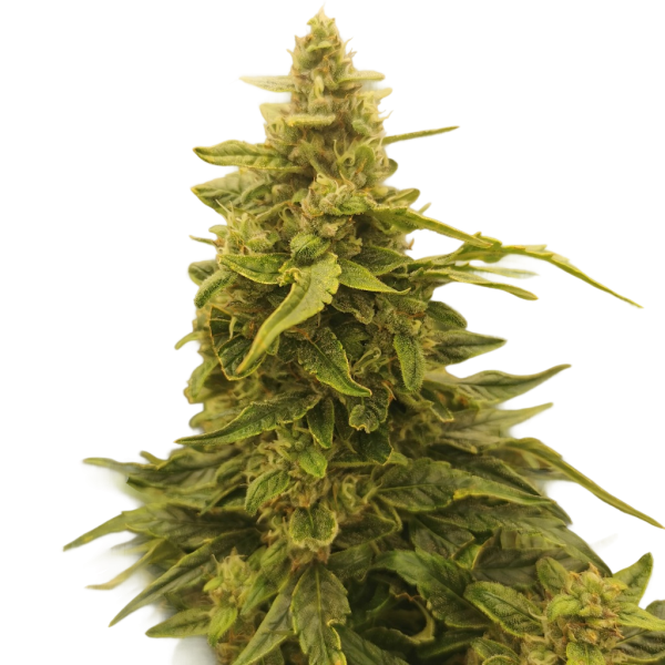 Gorilla Cookies Auto