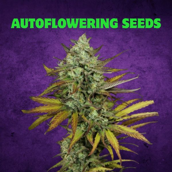 Autoflowering Seeds