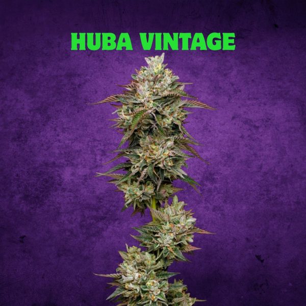 Huba Vintage