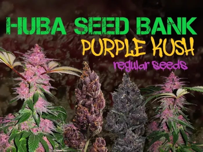 blog post image purple kush