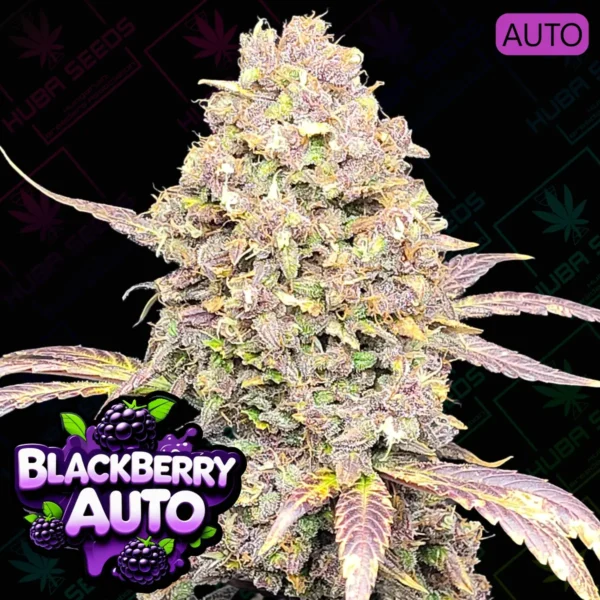 Blackberry Auto - HUBA Seed Bank