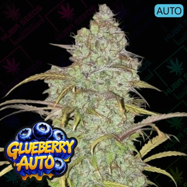 Glueberry Auto - HUBA Seed Bank