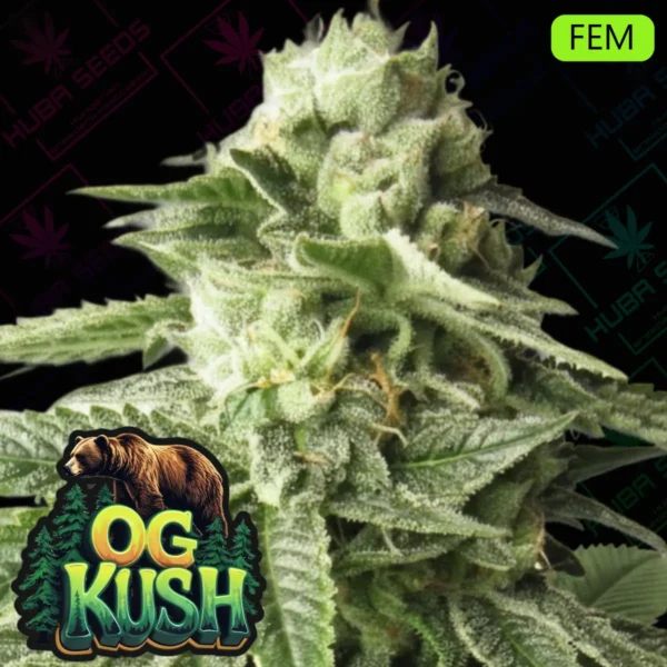 OG Kush Feminized - HUBA Seed Bank