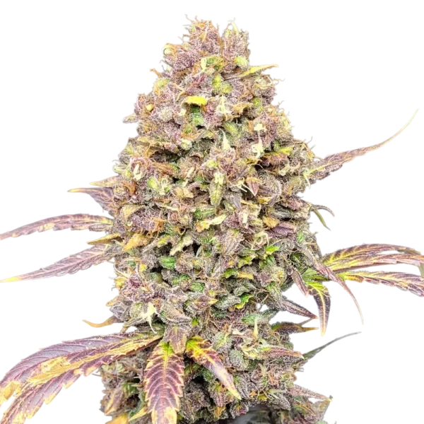 blackberry autoflower - HUBA Seed Bank