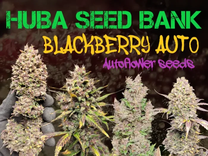 blog post image blackberry auto